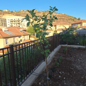 עץ צעיר קשור לתמיכה בגינה עם צינור השקיה