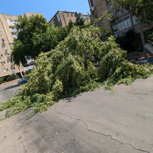 ערימת ענפים גזומים על הכביש לאחר גיזום עץ