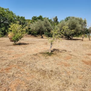 עצים צעירים בשדה יבש עם אדמה חשופה