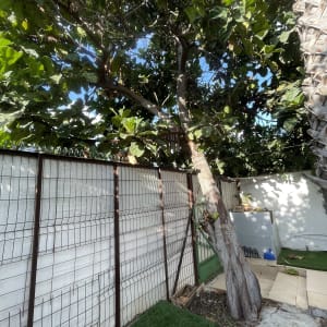 עץ גדול ליד גדר מתכת בחצר