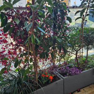 עציצים עם צמחים ופרחים במרפסת