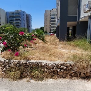 שיחים עם פרחים ורודים על אדמה יבשה