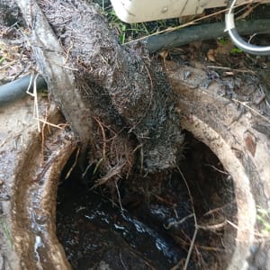 שורשים סתומים בצינור ביוב פתוח