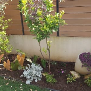 עצים ושיחים בגינה עם עציץ פרחים סגולים