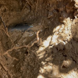 אדמה רטובה עם שורשים וצינור חשוף