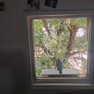 יונה עומדת על אדן חלון עם רשת מגן