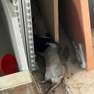 עכבר מת על מלכודת דבק בין לוחות עץ