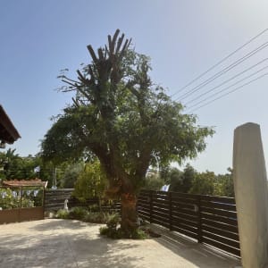 עץ גזום עם ענפים חתוכים בחצר מרוצפת