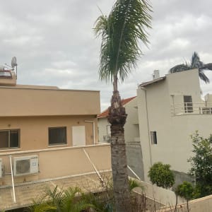 עץ דקל גזום עם ענפים חתוכים