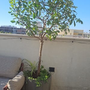 עץ בעציץ על מרפסת עם שמיים כחולים