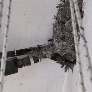 קן צרעות בפינה של תקרה לבנה