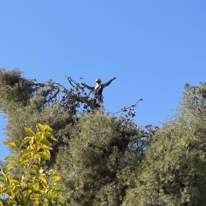אדם עם קסדה גוזם עץ גבוה עם מסור