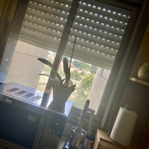 תריסים חצי פתוחים עם חריצים לאור