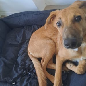 כלב שוכב במיטה עם צעצוע אימון