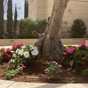 ערוגת פרחים צבעונית עם עץ במרכז