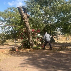 גיזום עץ עם שני אנשים, אחד על העץ והשני על הקרקע