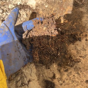 כפפה כחולה מחזיקה גוש אדמה עם שורשים