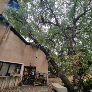 חבלים וציוד גיזום תלויים על עץ גדול