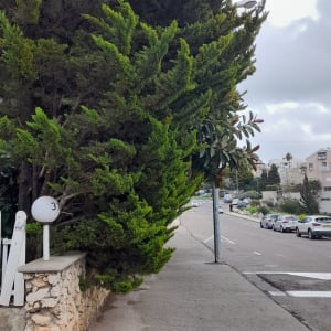 עץ ירוק גדול ליד מדרכה