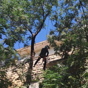 אדם גוזם עץ עם מסור חשמלי על גג בית