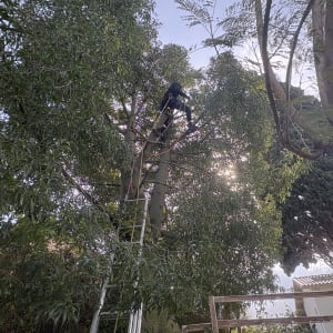 אדם על סולם גוזם עץ גבוה