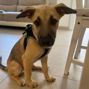 כלב עם רתמה יושב על רצפה בבית