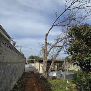 עץ גזום עם ענפים חתוכים בחצר