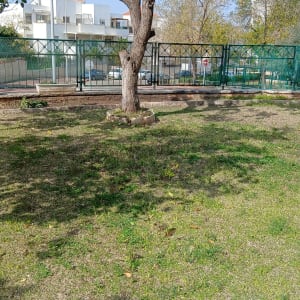 עץ עם ענפים גזומים על דשא ירוק