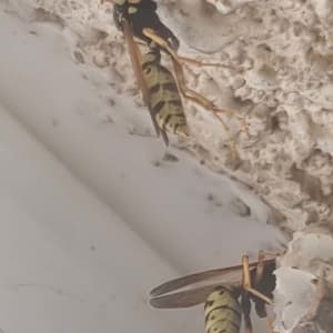 צרעות על קיר, ללא ציוד הדברה נראה