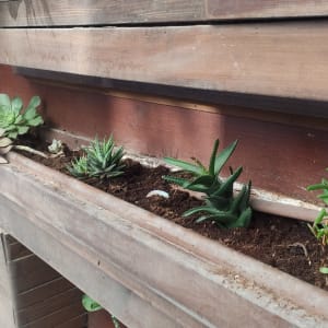 עציצים עם צמחים סוקולנטים באדנית עץ