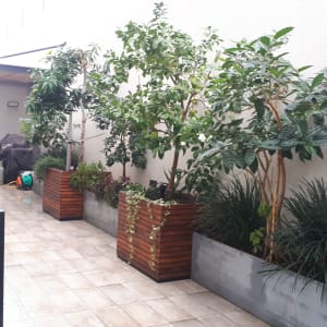 עצים בעציצים על מרפסת, ללא כלי גיזום נראים