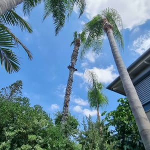 עצים גבוהים עם עלים ירוקים בשמיים כחולים