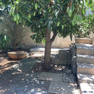 עץ מנגו עם פירות ירוקים ואדמה מסביב