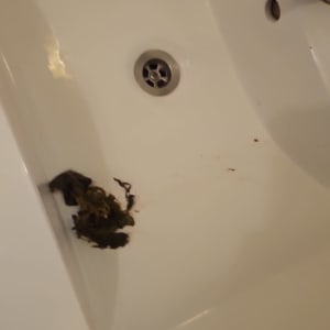 כיור עם סתימה ושיער ליד הניקוז