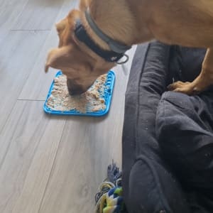 כלב אוכל ממשטח אימון על הרצפה