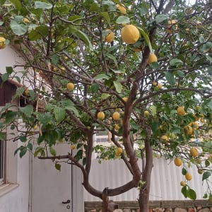 עץ לימון עם פירות בגינה ליד קיר אבן