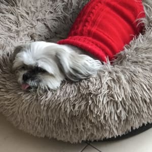 כלב קטן עם סוודר אדום במיטה פרוותית