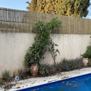 גדר במבוק, עציצים עם צמחים, עלים על הקרקע