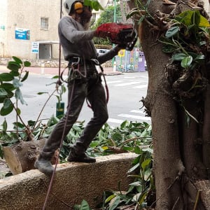 אדם גוזם עץ עם מסור חשמלי