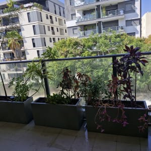 עציצים עם צמחים במרפסת מול בניינים