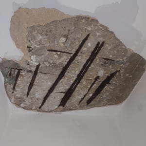 חשיפת ברזלי זיון בתקרה מתפוררת