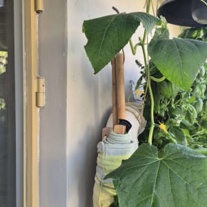 צמח מטפס על קיר ליד חלון עם מנורה