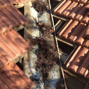 רעפים על גג עם עלים וענפים יבשים