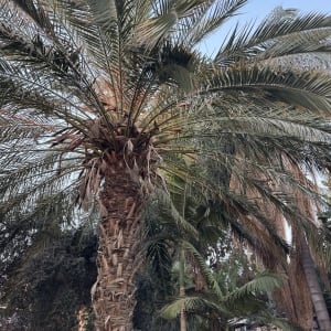 עץ דקל עם עלים ירוקים, מתאים לגיזום