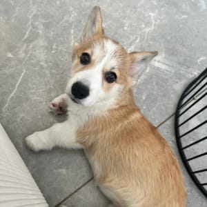 כלב שוכב על רצפה אפורה, מביט למצלמה