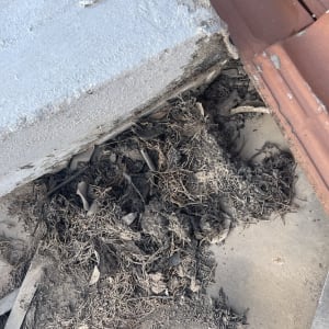 עלים יבשים ואבק על גג עם רעפים