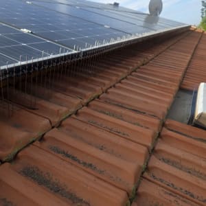 דוקרנים על גג רעפים למניעת יונים