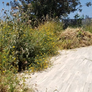 עשבים גבוהים ופרחים צהובים בגינה לצד שביל מרוצף