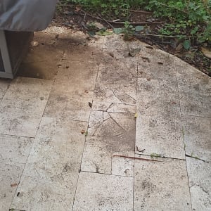 רצפה מלוכלכת עם עלים וענפים