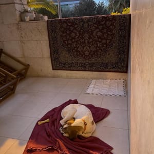 כלב ישן על שמיכה עם צעצוע עצם